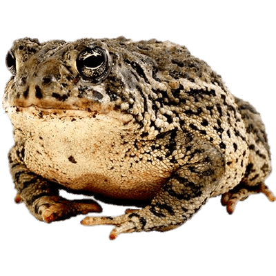 amphibian brown toad